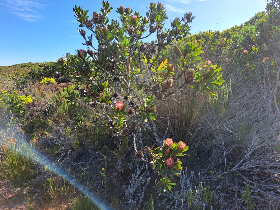 10 Bedroom Property for Sale in Stilbaai Rural Western Cape
